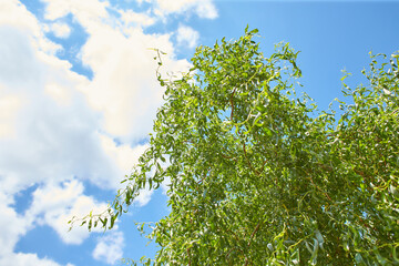 Close up of green fresh willow branches on the nature. Selected focut