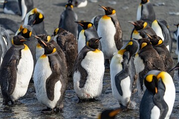 Königspinguin Kolonie Gold Harbour - landschaftlich reizvolle Bucht auf Südgeorgien 