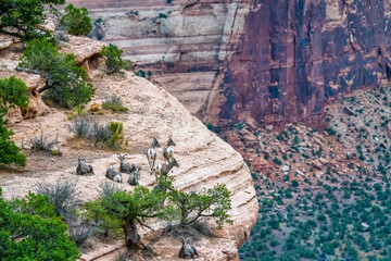 Early morning mountain goats at Colorado National Monument in Grand Junction, Colorado