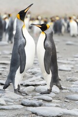Fototapeta premium Königspinguin Kolonie Gold Harbour - landschaftlich reizvolle Bucht auf Südgeorgien 