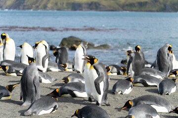 Königspinguin Kolonie Gold Harbour - landschaftlich reizvolle Bucht auf Südgeorgien 