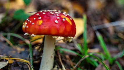 An amanita muscaria fly mushroom growing in the forest