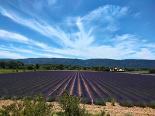 Lavandes en Provence, Luberon