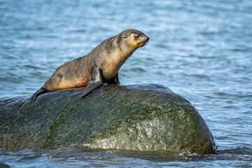 Naklejka premium Junger x Antarktischer Seebär / antarktische Pelzrobbe (Arctocephalus gazella) in Südgeorgien in seiner natürlichen Umgebung