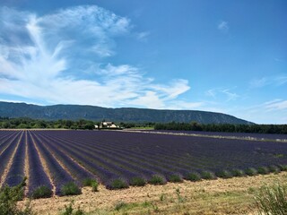 Lavandes en Provence, Luberon