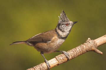 Crested tit perched on a branch on ocher background.