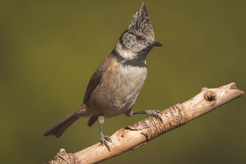 Crested tit perched on a branch on ocher background.
