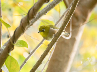 Mejiro, the Japanese white-eye