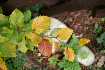 Laub herbstlich