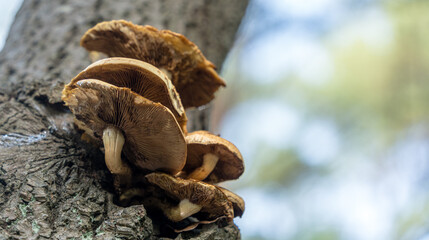 Mushrooms growing on the bark of a tree