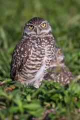 Vertical shot of a burrowing owl with bright yellow eyes
