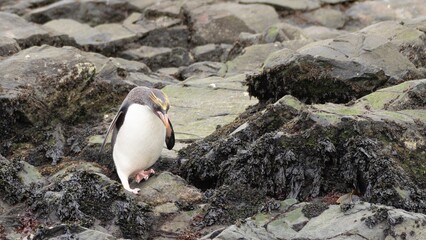 Golschopfpinguin / Macaroni (Eudyptes chrysolophus) in der Cooper Bucht auf Südgeorgien in seiner...