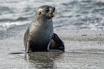 Fototapeta premium Junger x Antarktischer Seebär / antarktische Pelzrobbe (Arctocephalus gazella) in Südgeorgien in seiner natürlichen Umgebung