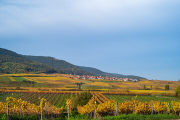 Fototapeta premium herbstliche weinberge in der südpfalz bei burrweiler