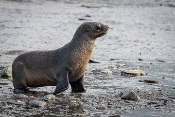 Fototapeta premium Junger x Antarktischer Seebär / antarktische Pelzrobbe (Arctocephalus gazella) in Südgeorgien in seiner natürlichen Umgebung
