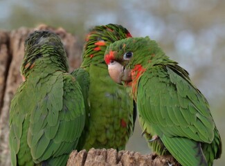 Conures mitrée, perroquets