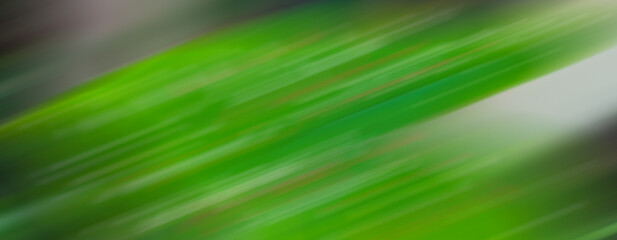 Obraz premium green background
