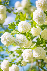 Beautiful blooming viburnum opulus or roseum, snowball on sunlight on blue sky background; vertical picture