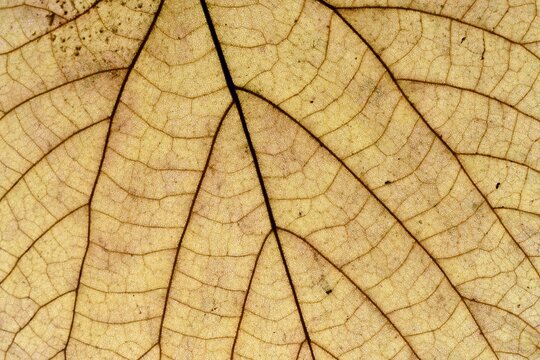 Detalle De Una Hoja Seca Al Trasluz