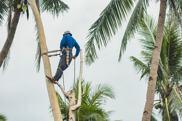 A Filipino lumberjack climbs up a gmelina tree using climbing spurs and a belt. Going up a tree to...