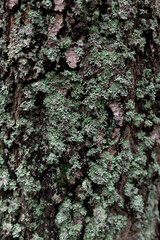 Forest tree trunk bark texture with moss close up