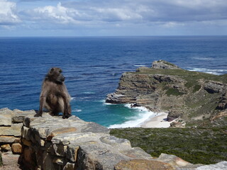 Mono en la subida al Cape Point Lighthouse en la península del Cabo, Sudáfrica,