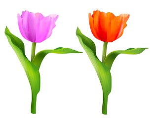 Hand painted  of multicolors tulips bundle, in png file with transparent background