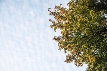 Herbstbaum