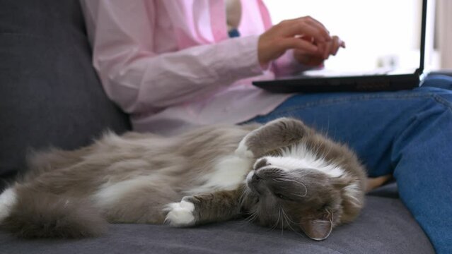 Woman is typing on laptop keyboard while sitting on sofa at home fluffy gray cat is sleeping next to her. A white woman takes break from her work to pet her pet and not go into procrastination.