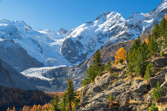 Herbststimmung im Val Morteratsch, Berninagruppe mit Morteratschgletscher, Piz Bernina, Piz Bianco, Bellavista, Pontresina, Engadin, Graub&uuml;nden, Schweiz