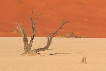 Deadvlei, white clay pan located inside the Namib-Naukluft Park in Namibia.Africa.