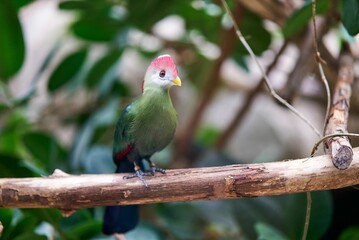 Red-crested turaco on a tree branch in the Papiliorama Zoo in Switzerland