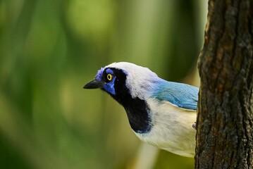 Inca jay on a tree in the Papiliorama Zoo in Switzerland