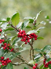 (Ilex aquifolium) Holly 'Green Alaska', bushy shrub, cultivar of common holly with spiny dark green...
