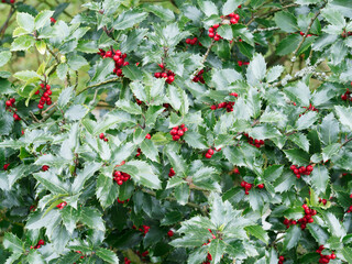 (Ilex aquifolium 'Green Alaska') Bushy Holly, cultivar of common Holly with thooted and spiny...