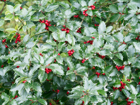 (Ilex aquifolium 'Green Alaska') Bushy Holly, cultivar of common Holly with thooted and spiny smaller dark green leaves on branches with many red berries