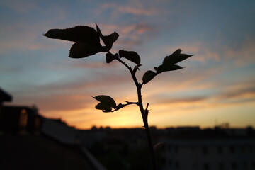 silhouette of a flower