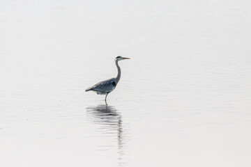 Gray Heron walking in a pond