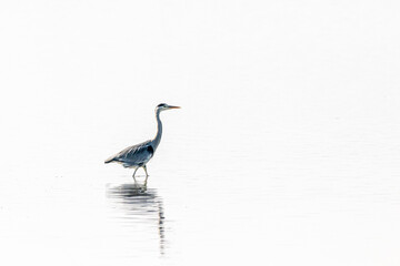 Obraz premium Gray Heron walking in a pond