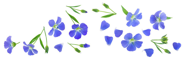 Flowers seed flax or Linum usitatissimum isolated on white background . Top view with copy space for your text, flat lay