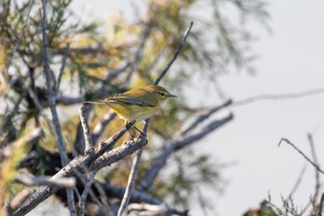 Willow Warbler perched on a tree branch