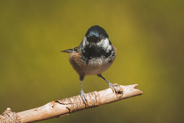 Coal tit perched on a branch on ocher background.