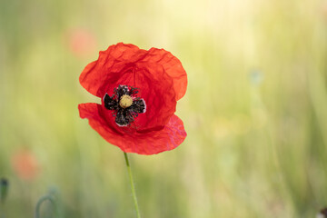 Shallow focus shot of a beautiful red poppy flower in a field