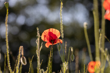 Closeup of beautiful red poppies in a field