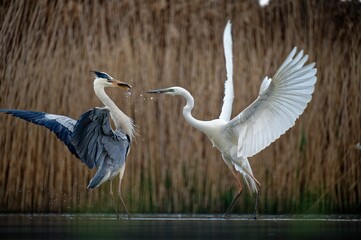 Fight scene between the Crane bird and Heron in the river, close-up