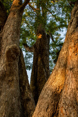V-shape tree trunk with rough birch in the forest with golden sunlight