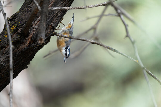 Red-breasted nuthatch foraging