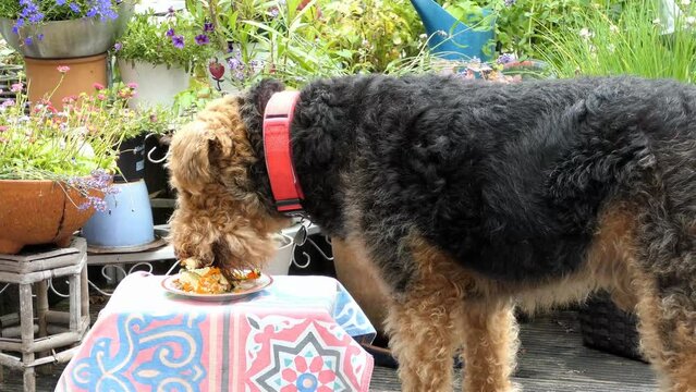Birthday cake for our Airedale Terrier who is born on July 4th 2007. Bavaria, Germany.