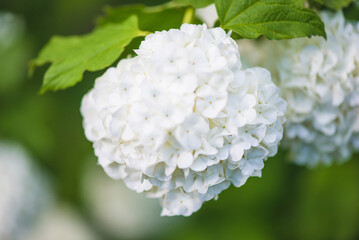 Close up for white grape of snowball or guelder rose on green background; selective focus