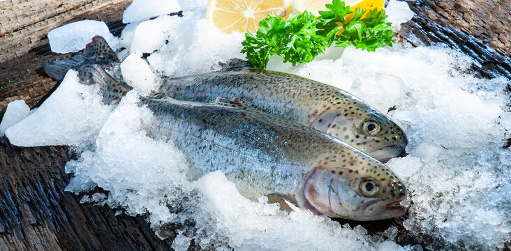 Fisch Forelle Eis